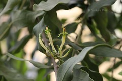 Dendrophthoe falcata var. pubescens